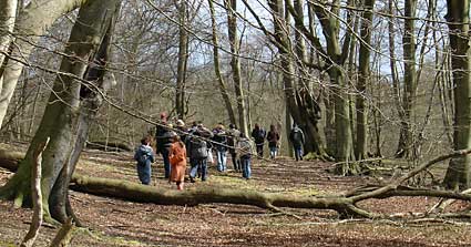 Waling through the forest