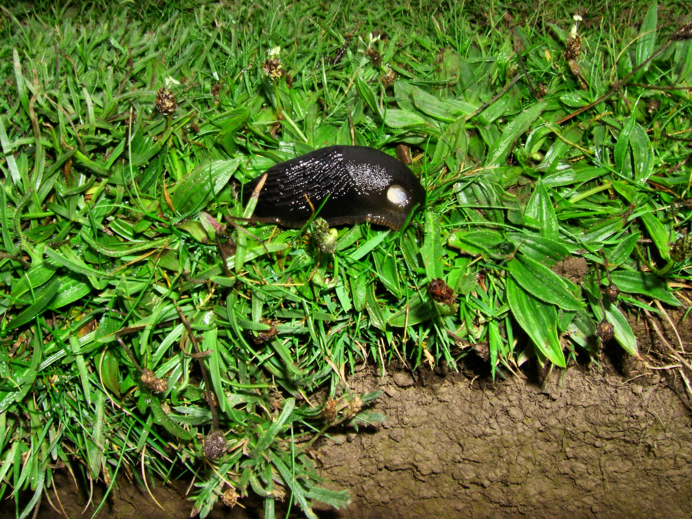 Whale slug