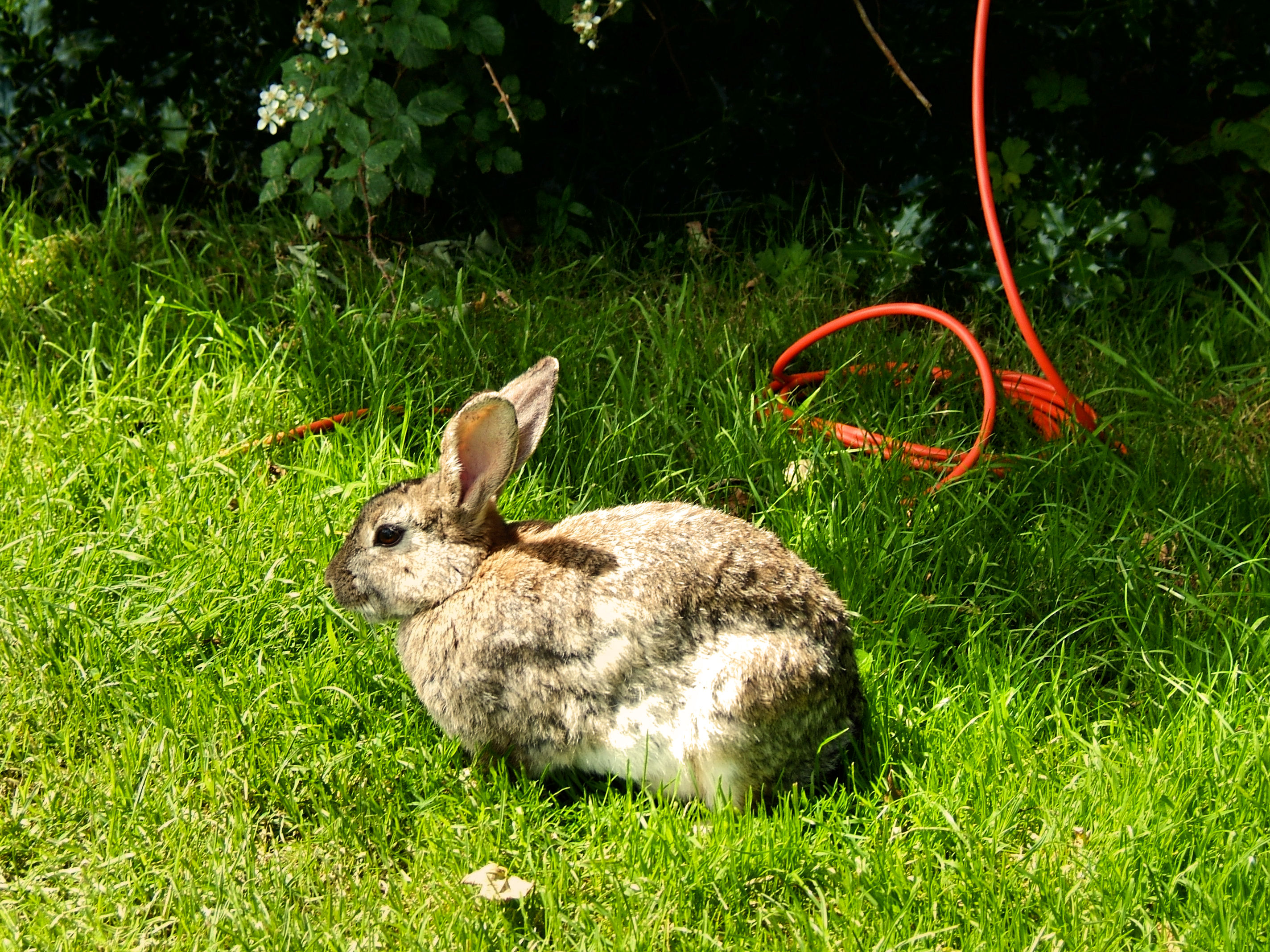 Cute bunny on campsite