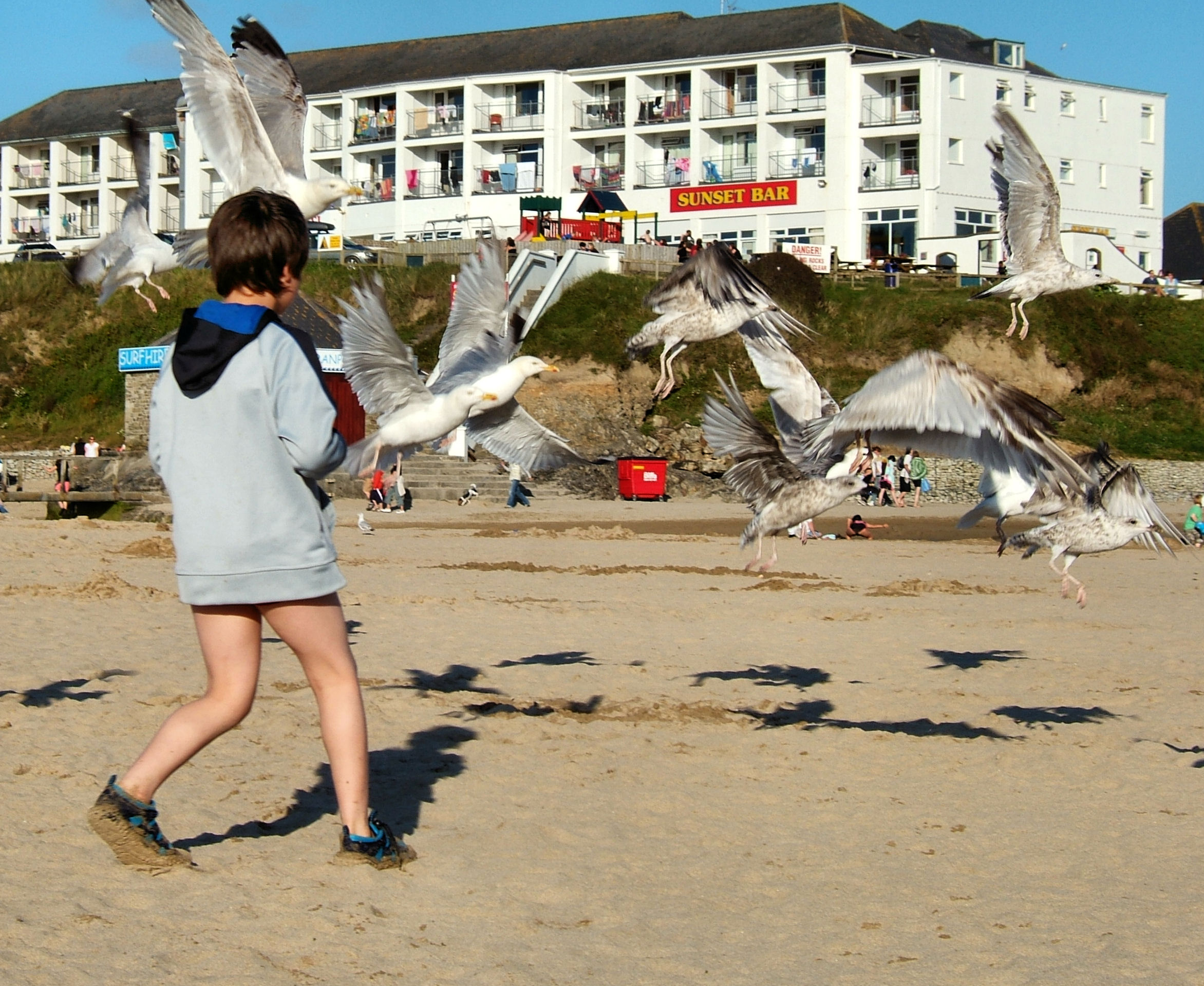 Sand and seaguls