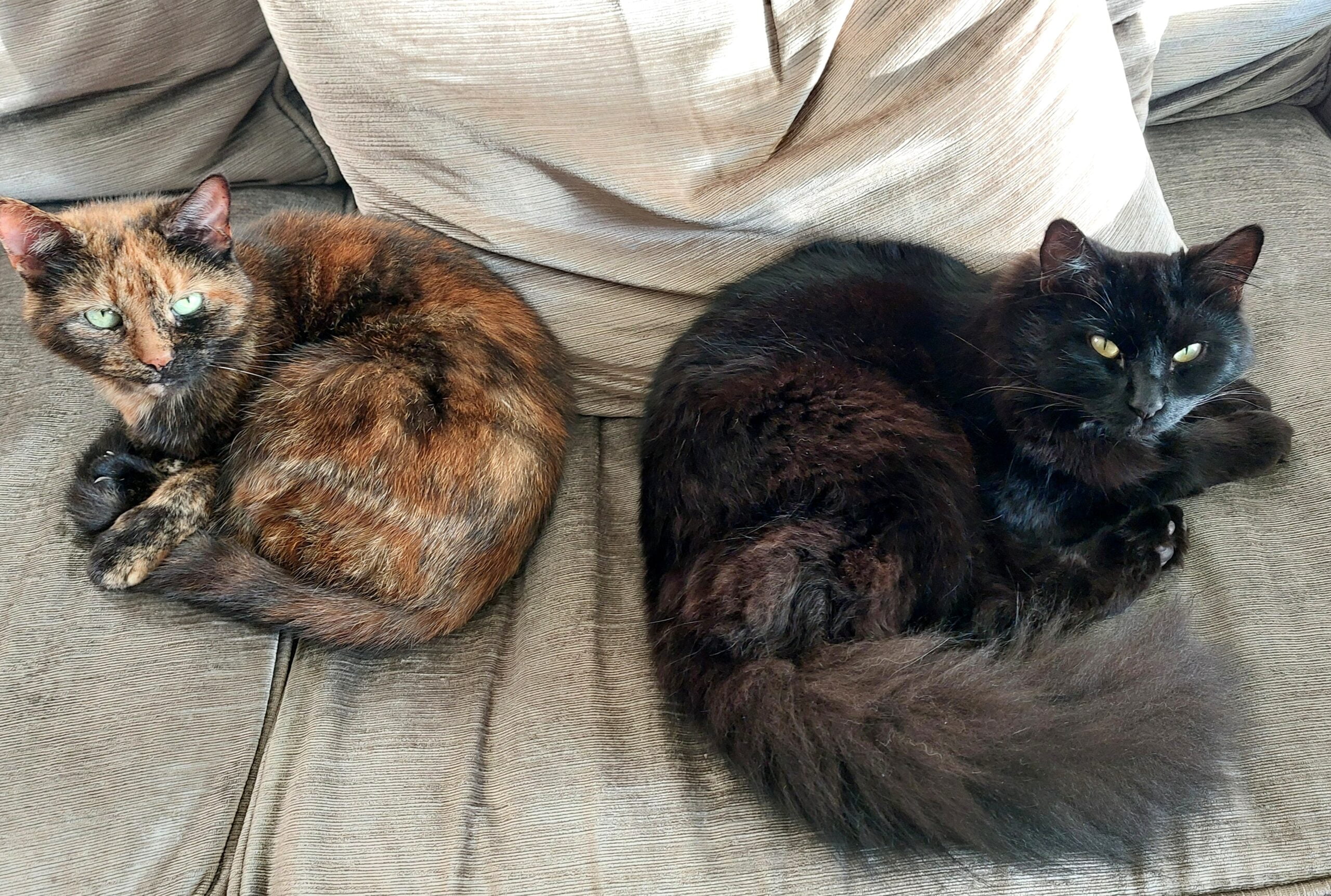 17Sep24-Rusty and Squeaks sitting together on sofa for the first time