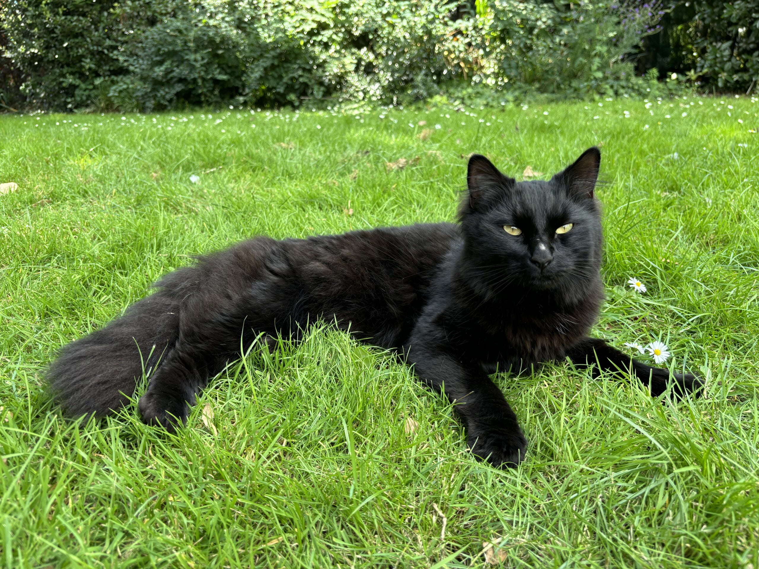 First photo of Precious, the cat.