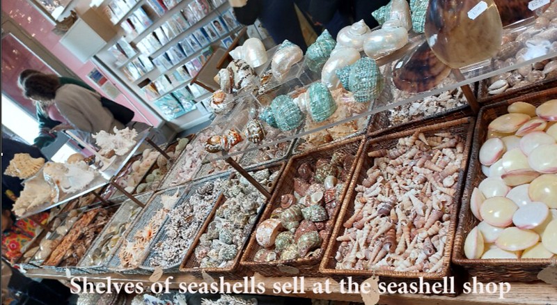 Shelves of seashells at the seashell shop